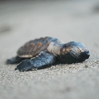 The Impact of El Salvador’s Ban on Consumption of Sea Turtles